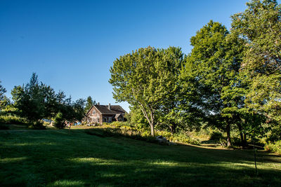 Trees and houses against clear blue sky