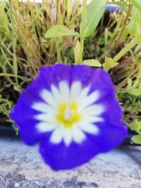 Close-up of purple crocus flower