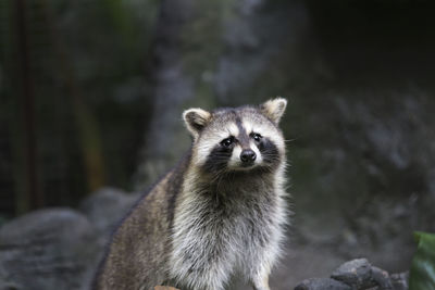 Raccoon at zoo