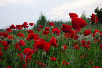 Close-up of poppy flowers blooming in field