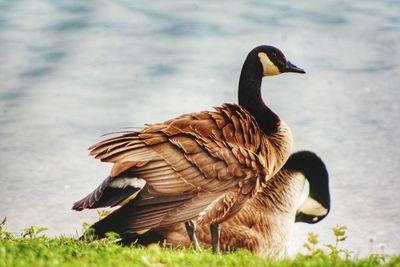 Close-up of a duck