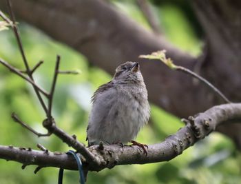 Close-up of bird perching on branch