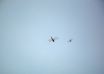 Low angle view of airplane flying in sky