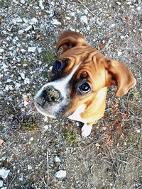 Close-up portrait of dog