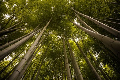 Low angle view of bamboo trees in forest