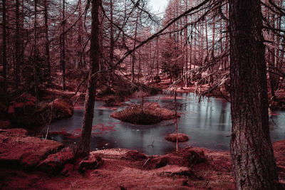 Scenic view of lake in forest