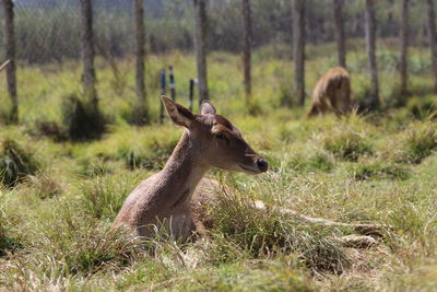 Deer in a field