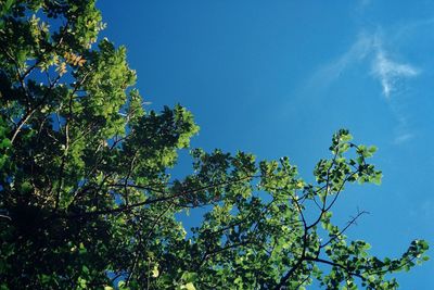 Low angle view of fresh green tree against blue sky