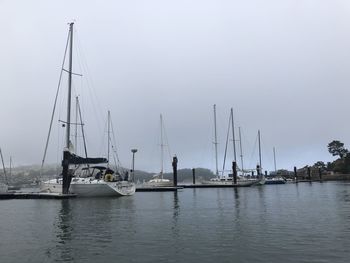 Sailboats moored in harbor against sky
