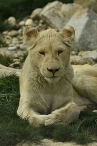 Portrait of lion sitting on field