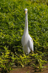 White egret on grass