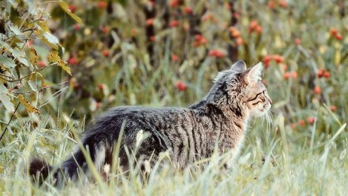 Side view of a cat on field. hunting little kitty. 