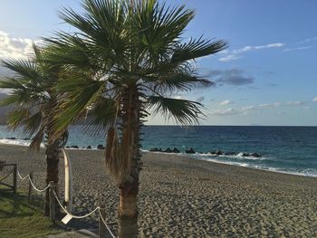 Palm tree by sea against sky