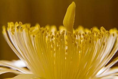 Close-up of yellow flowering plant