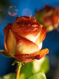 Close-up of rose plant