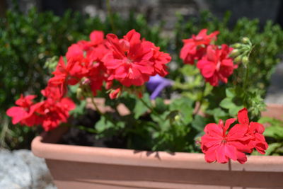 Close-up of pink flowers