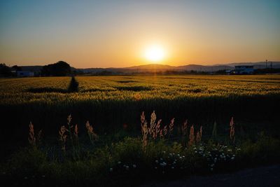 Scenic view of field against sky during sunset