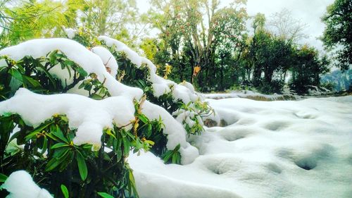 Close-up of snow on trees during winter