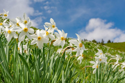 Close-up of white flowering plants on field against sky