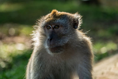 Long-tailed macaque close up portrait. intense looking monkey.