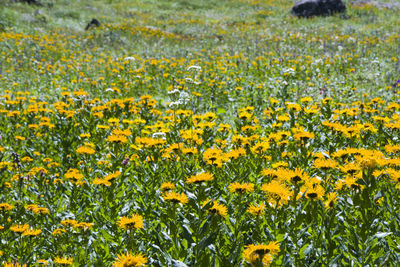Alpine wild flowers close-up, sunlight and daytime, nature background. blooming flowers in georgia