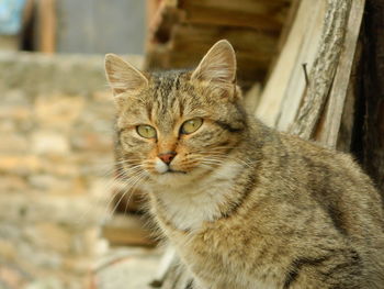 Close-up portrait of brown cat