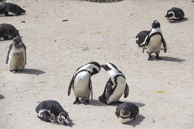 African penguins, spheniscus demersus, on the beach of boulders beach in simon's town, south africa.