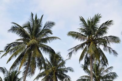 Low angle view of palm trees against sky