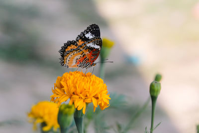 Close-up of butterfly pollinating on yellow flower