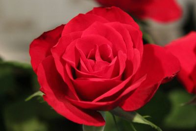 Close-up of red rose