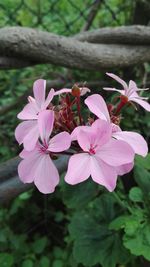 Close-up of fresh pink flowers