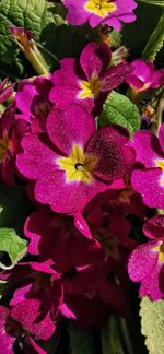 High angle view of pink flowering plant