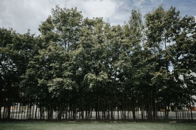 Low angle view of trees in forest against sky