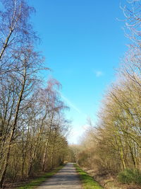 Road amidst bare trees against clear blue sky