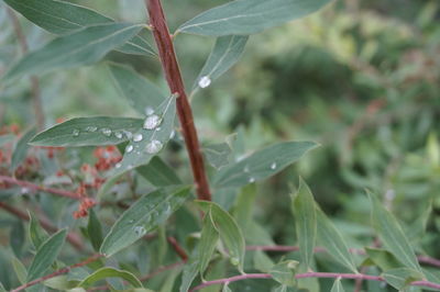 Close-up of wet plant