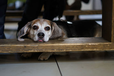 Portrait of dog relaxing under table