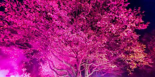 Full frame shot of pink flower tree