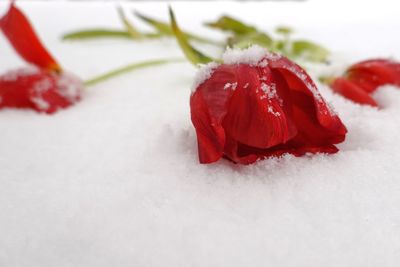 Close-up of red chili peppers on snow