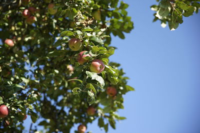 Low angle view of berries growing on tree against sky