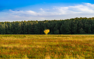 Scenic view of trees on field against sky