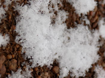 Close-up of snow covered tree