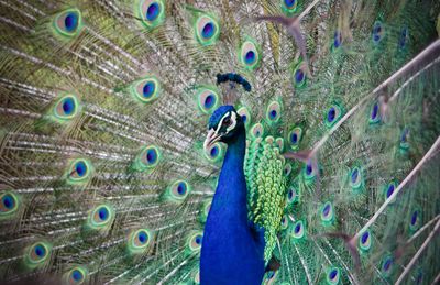 Close-up of peacock feathers