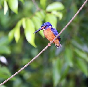 Close-up of bird perching on a branch