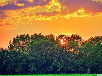 Sun shining through trees