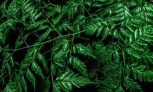 Full frame shot of fresh green leaves