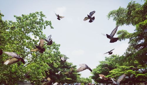 Low angle view of birds flying in the sky