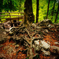 Trees growing in forest