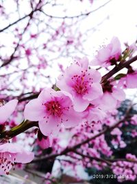 flowering plant