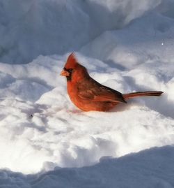 Bird perching on snow