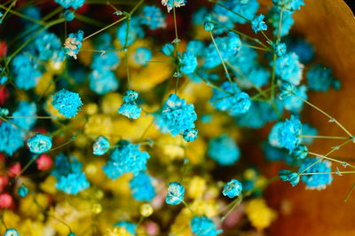 Close-up of blue flowers growing on plant